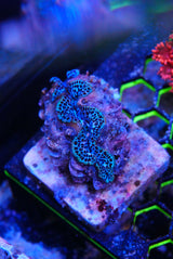 X2 crocea clams