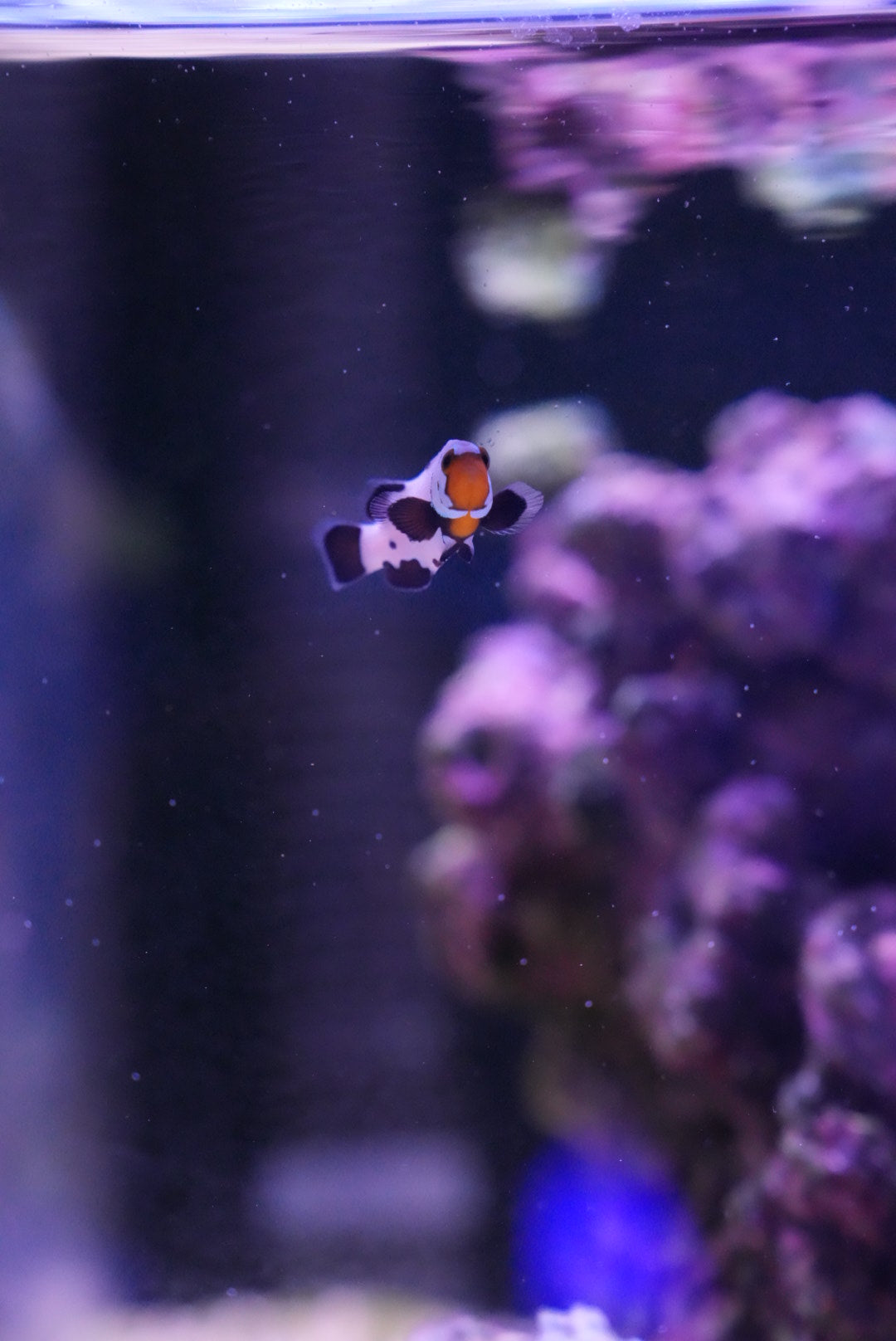 Black ice snowflake clownfish