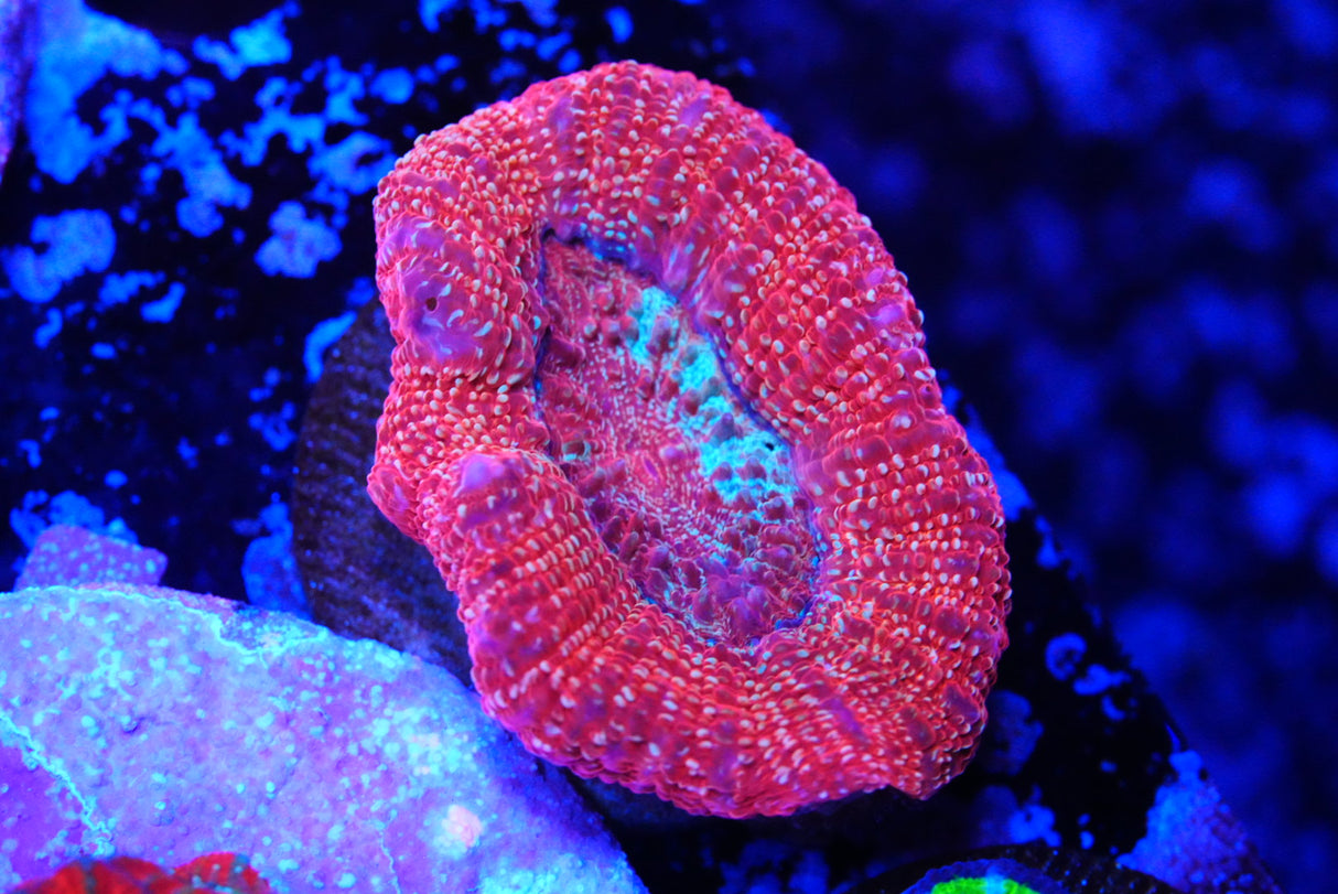 acan bowerbanki