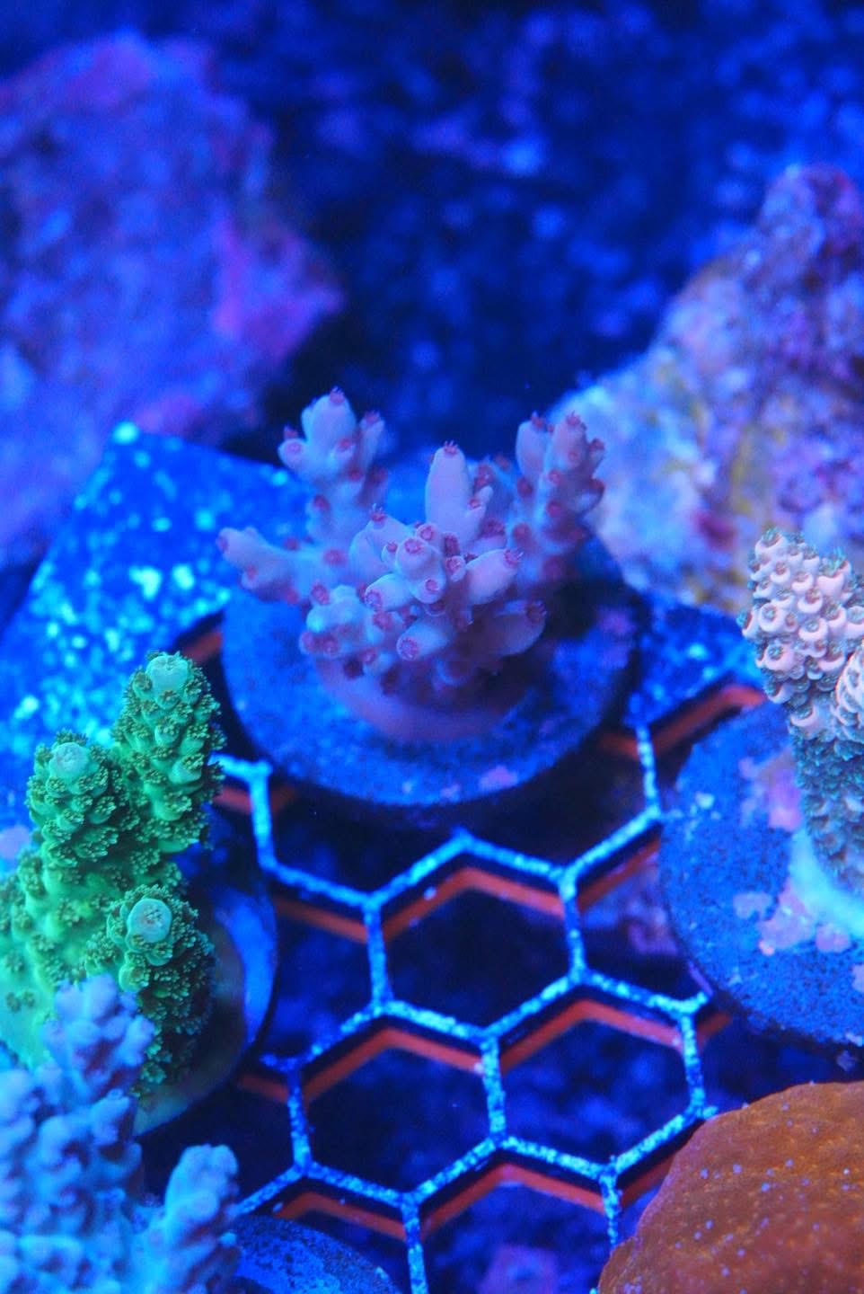 Acropora frag