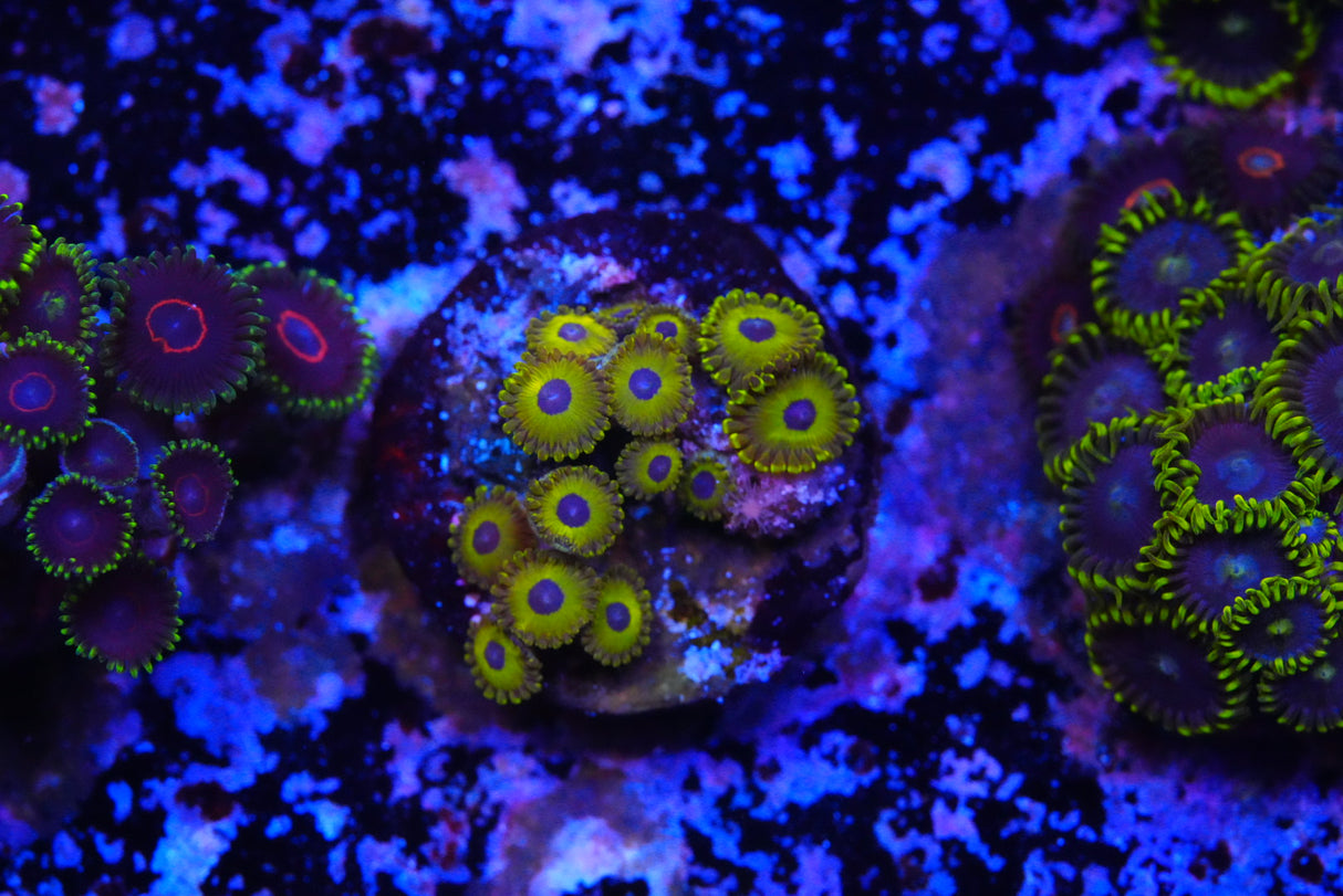 ZOA