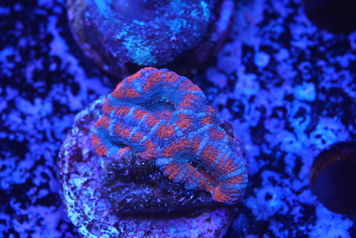 acan
