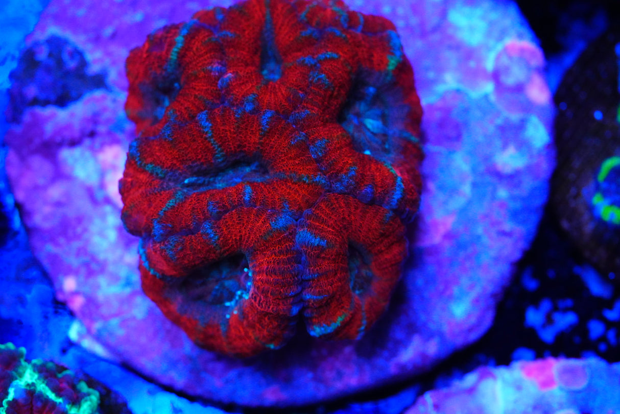 Mini acan colony