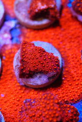 Flicka Flame Cyphastrea
