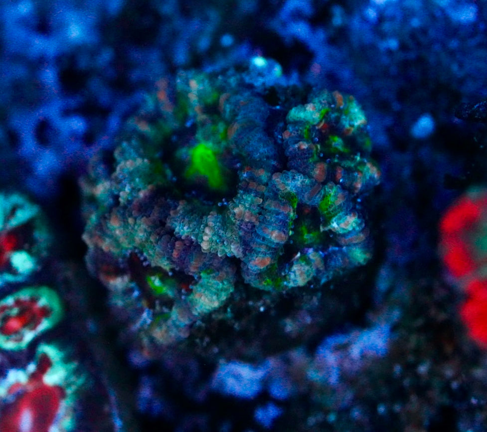 Cultured aussie acan