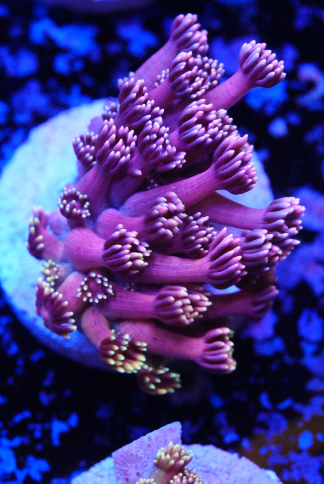 Ultra/rainbow Goniopora
