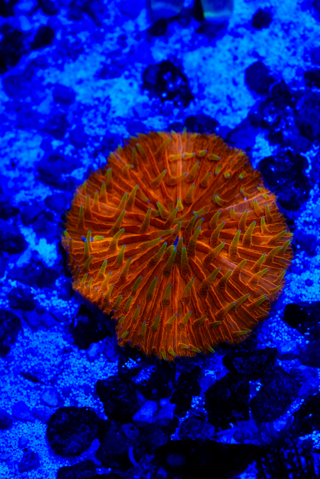 Fungia plate yellow tip!