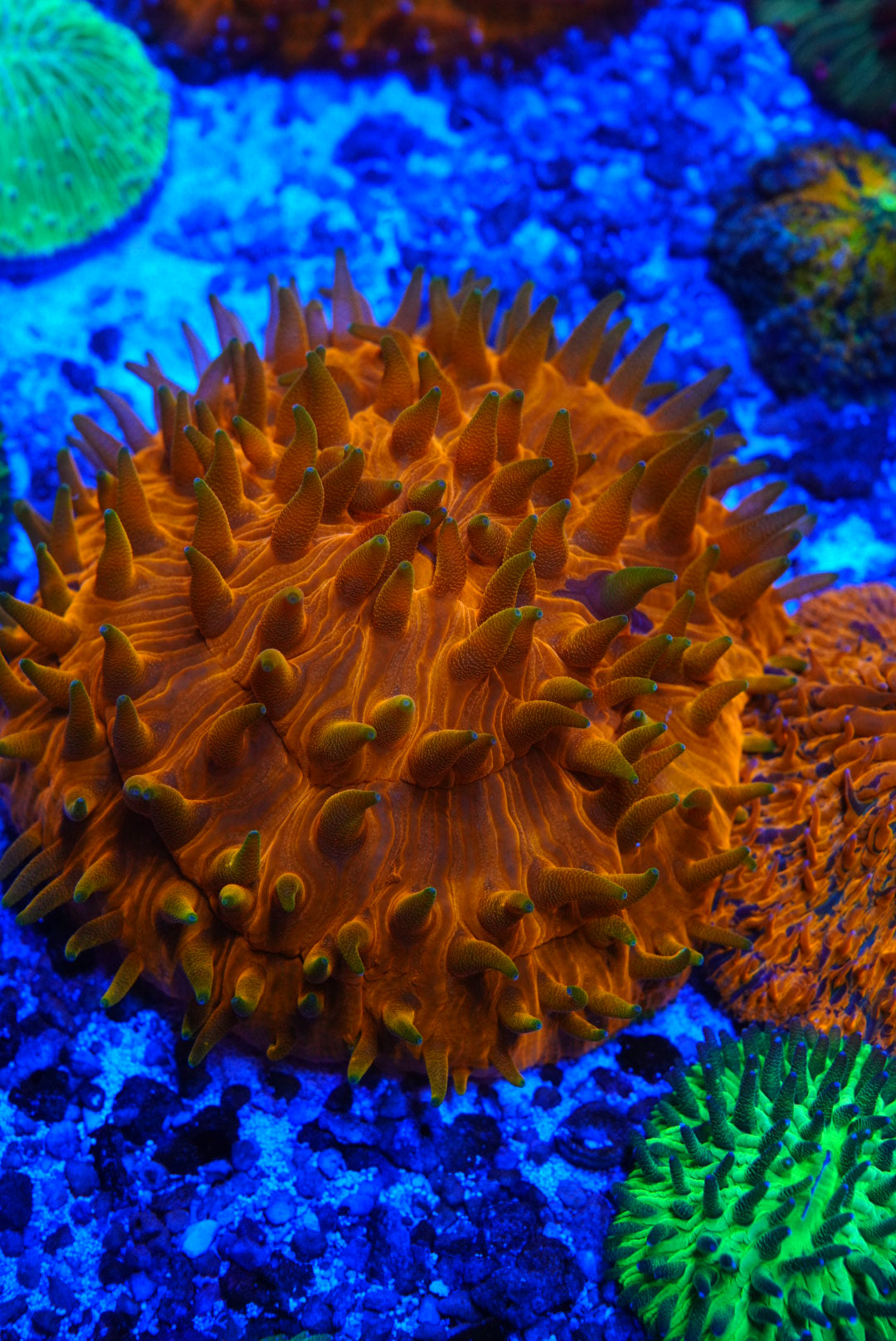 Fungia plate coral