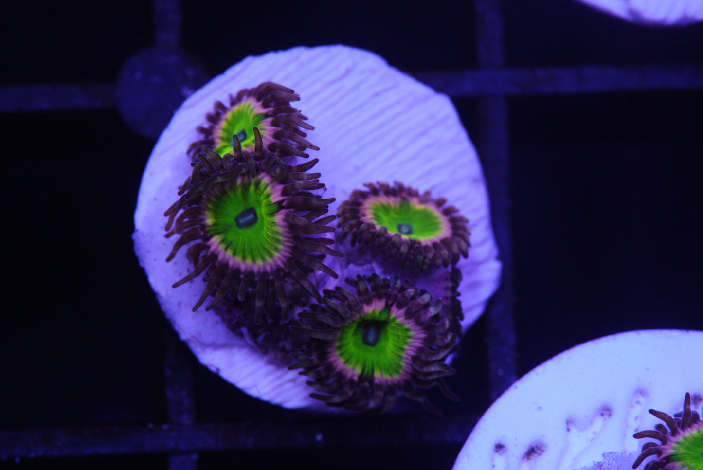 Zoa