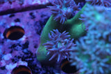 Aussie Duncan coral
