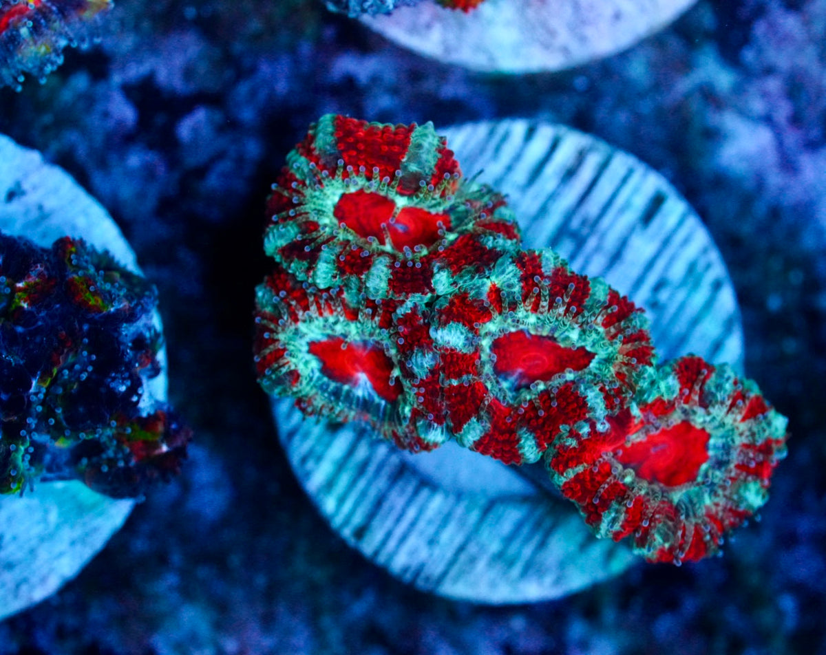 Cultured aussie acan