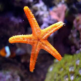 Orange finger starfish
