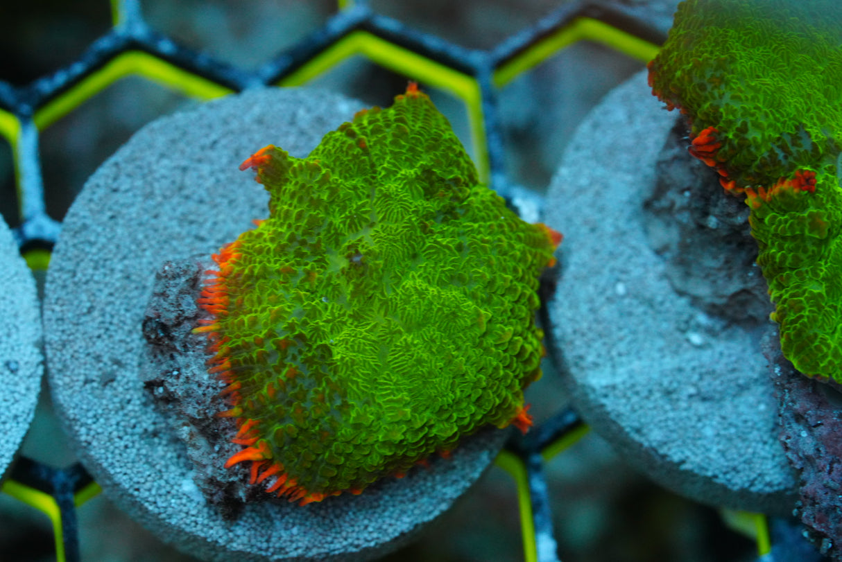 Single tequila sunrise mushroom coral