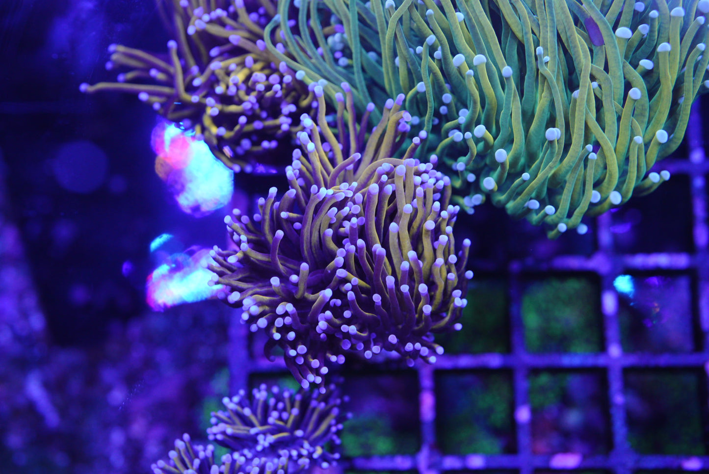 indo torch coral