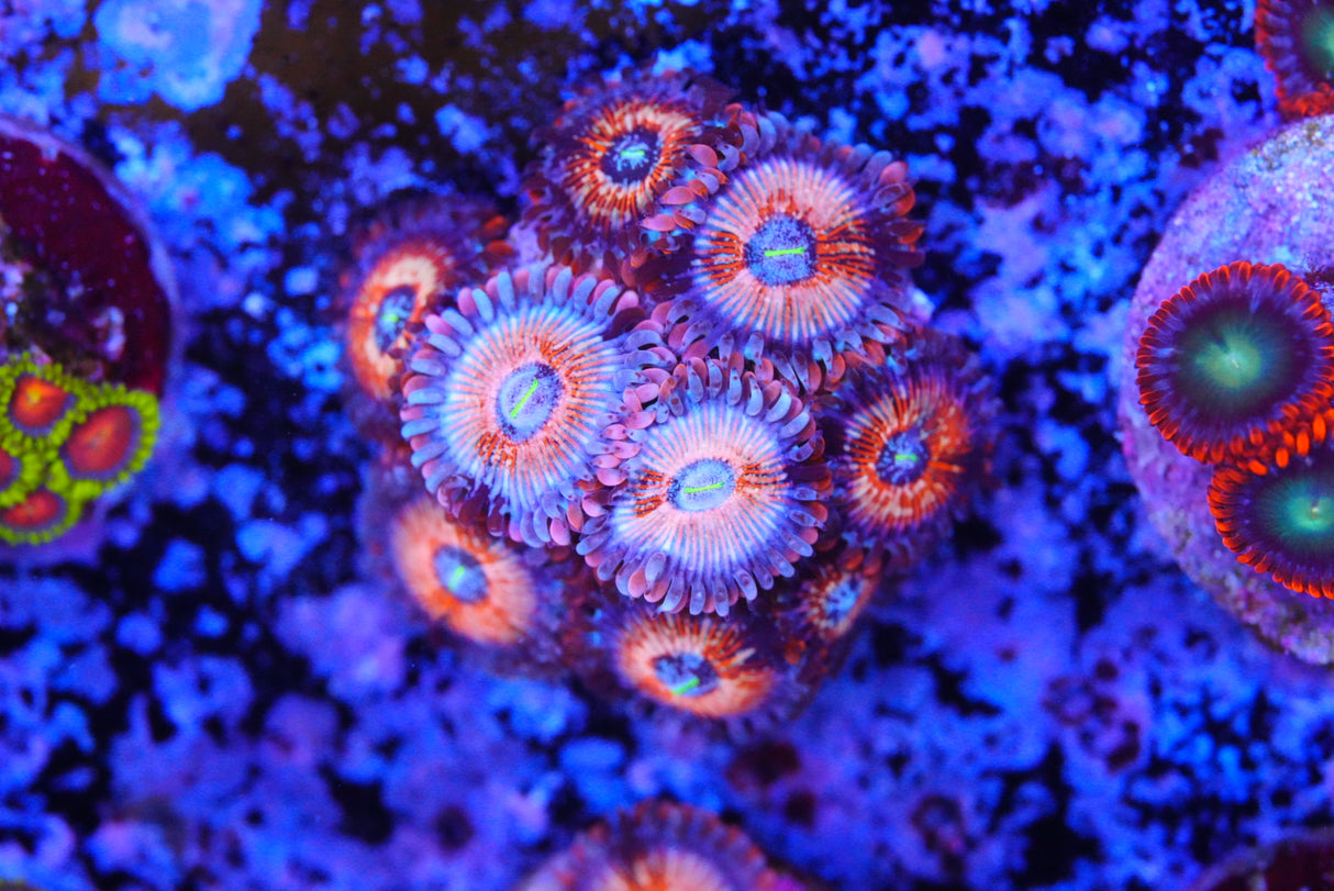 Suduction ZOA