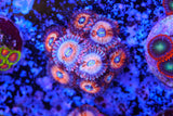 Suduction ZOA