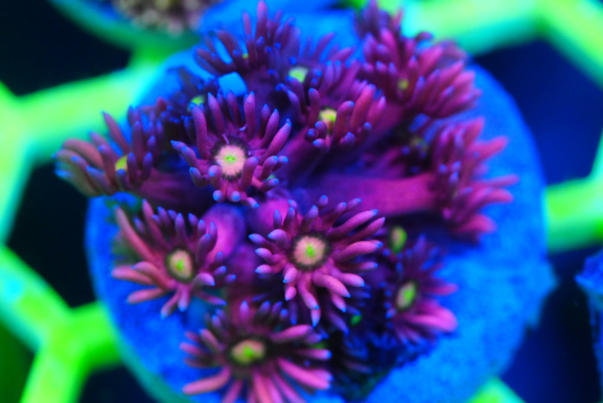 Ultra/rainbow Goniopora
