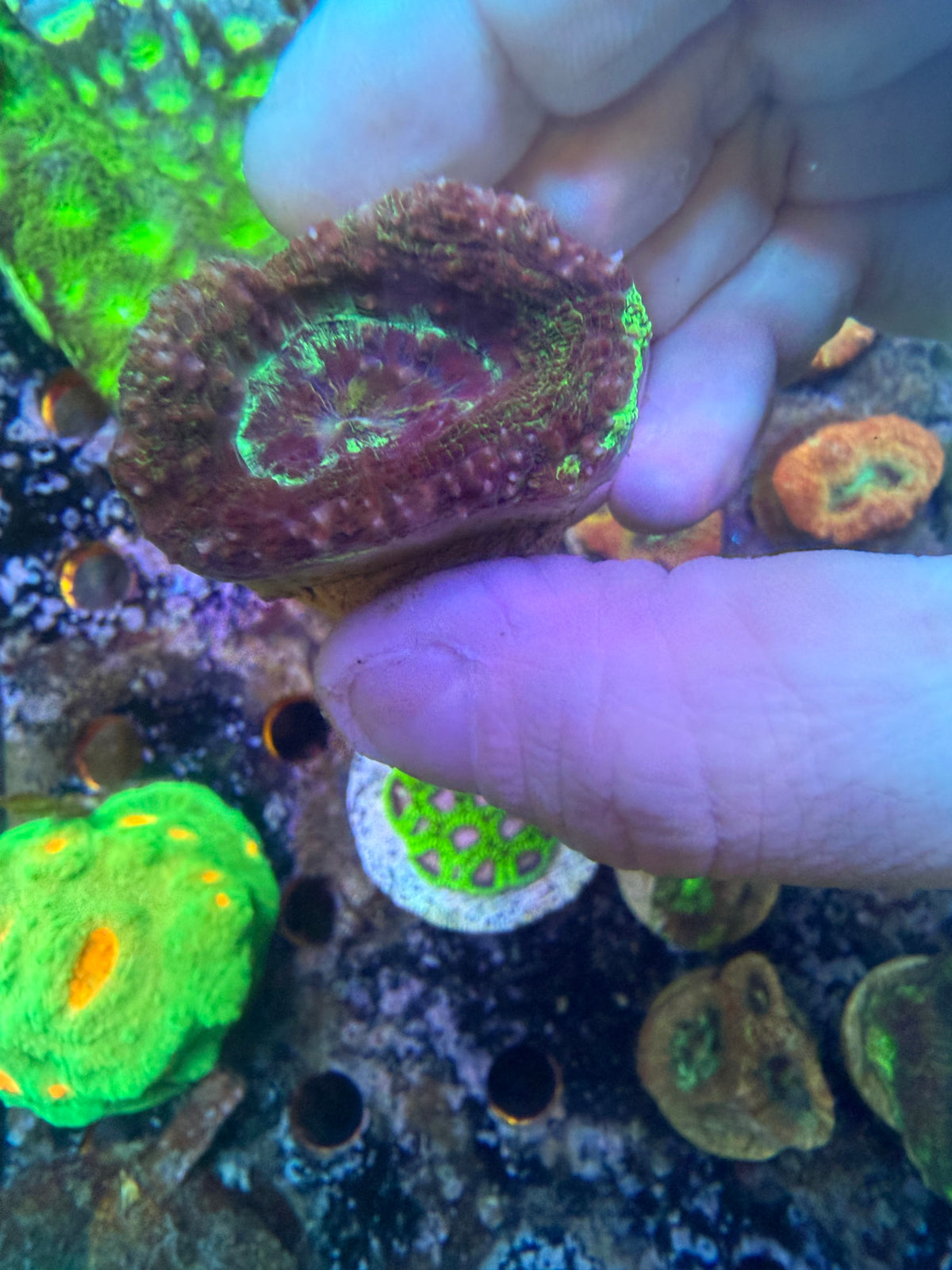 acan bowerbanki
