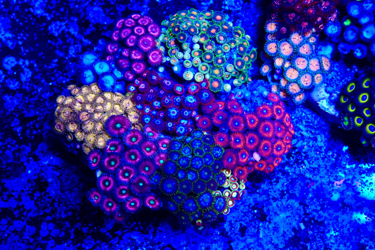 ZOA Colony