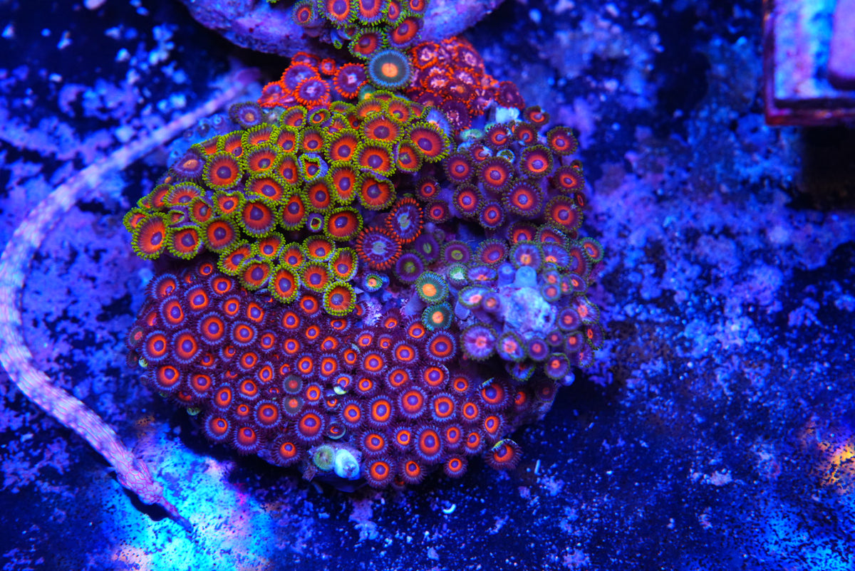 ZOA colony