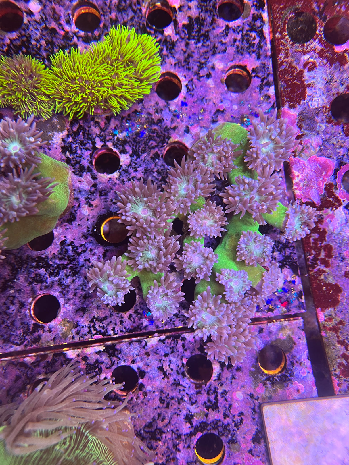 Duncan coral Colonie