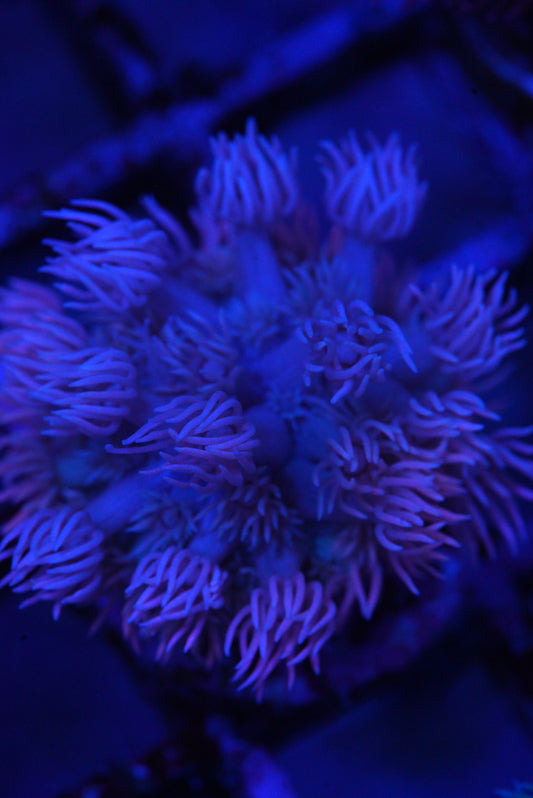 Goniopora