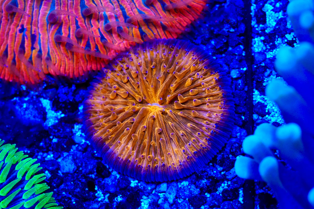 Fungia plate coral