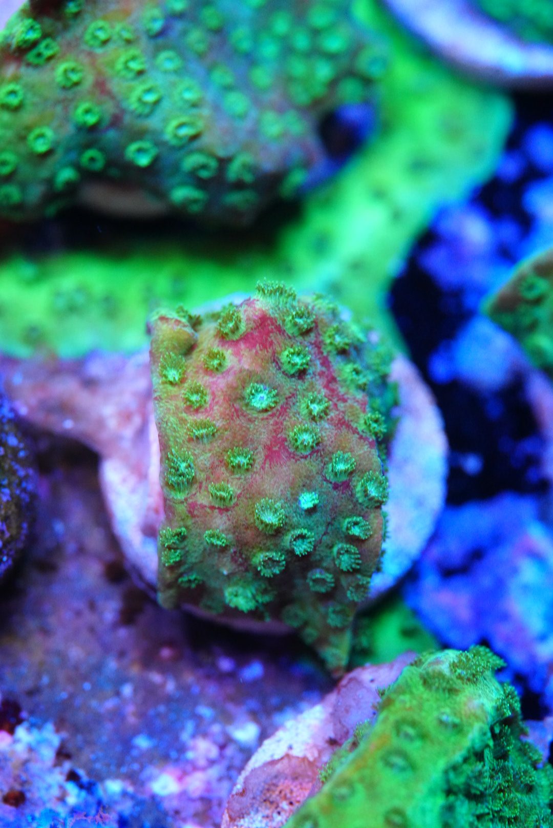 Bleeding Cyphastrea