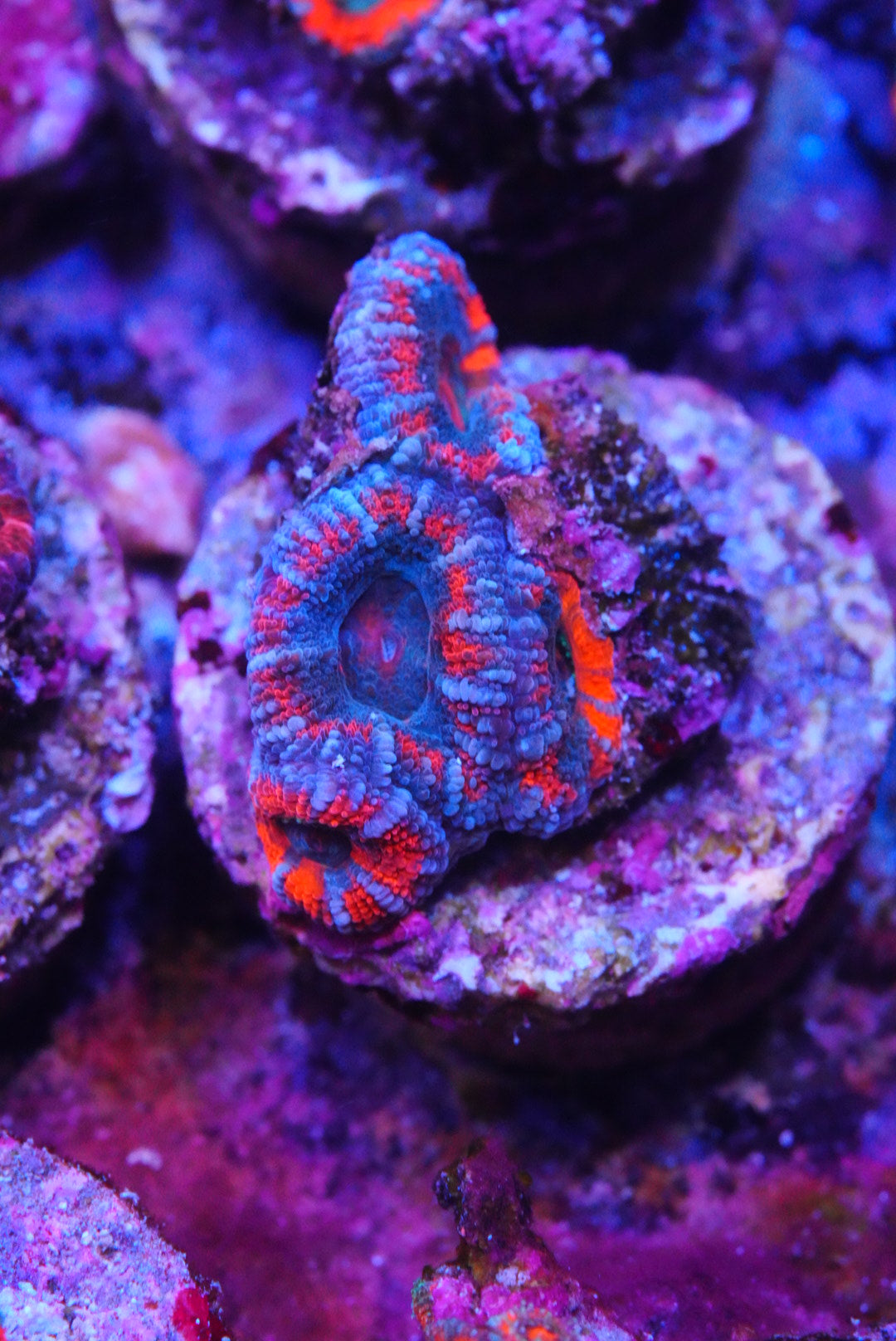 acan