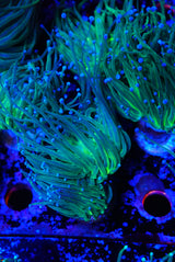 Blue tip torch