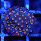 Meteor Shower Cyphastrea