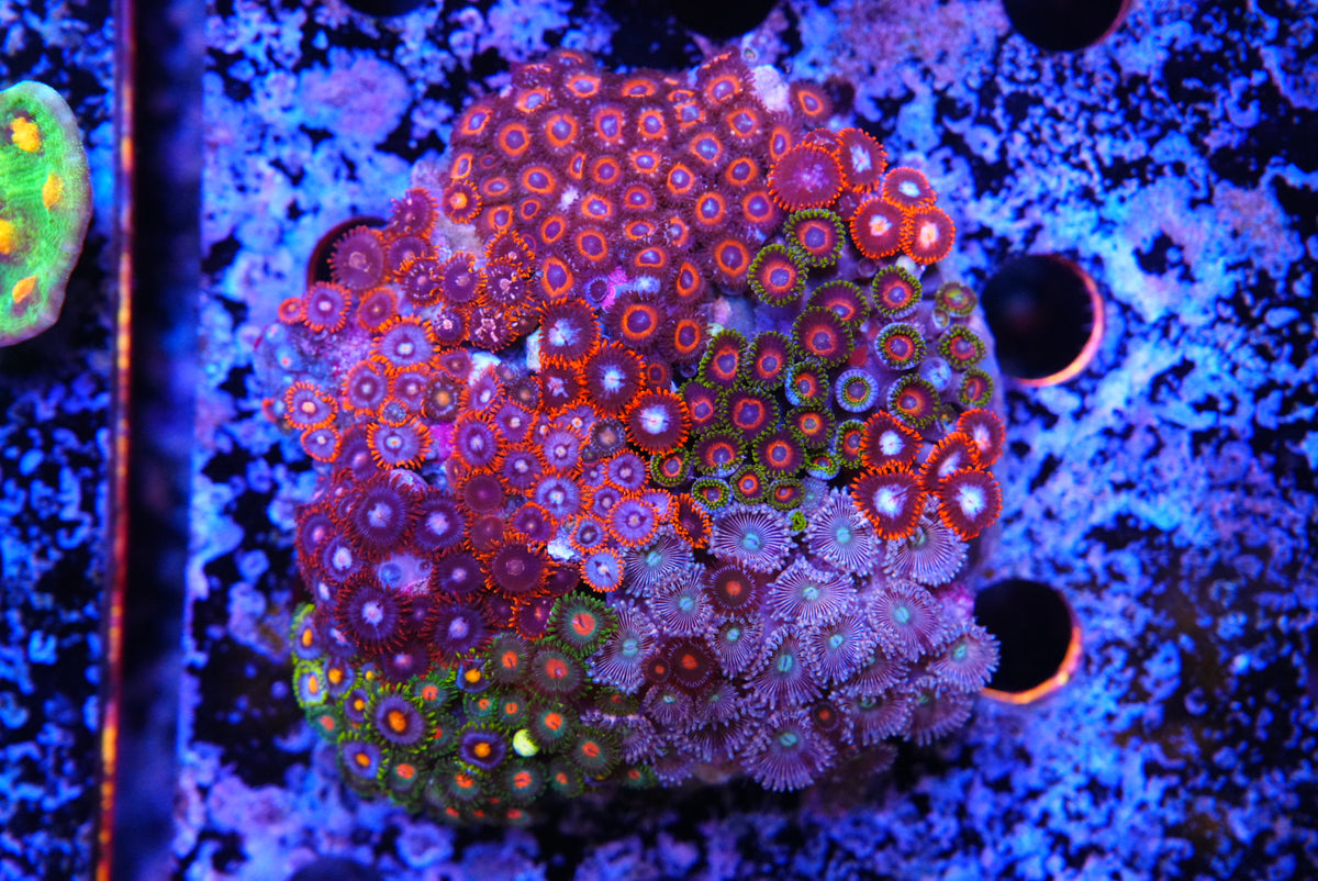 ZOA colony