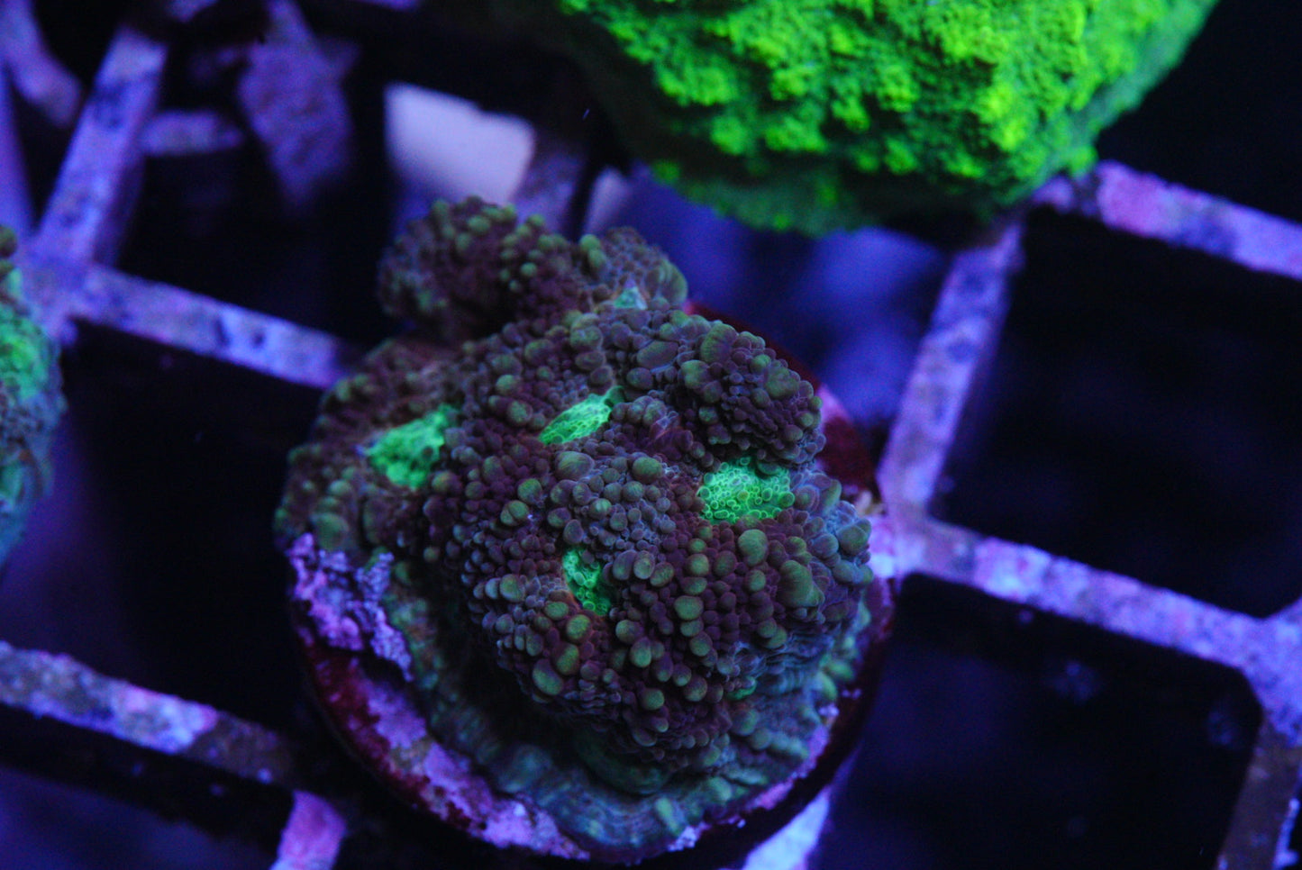 acan echinata