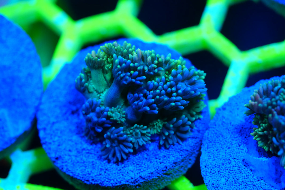 Ultra/rainbow goniopora