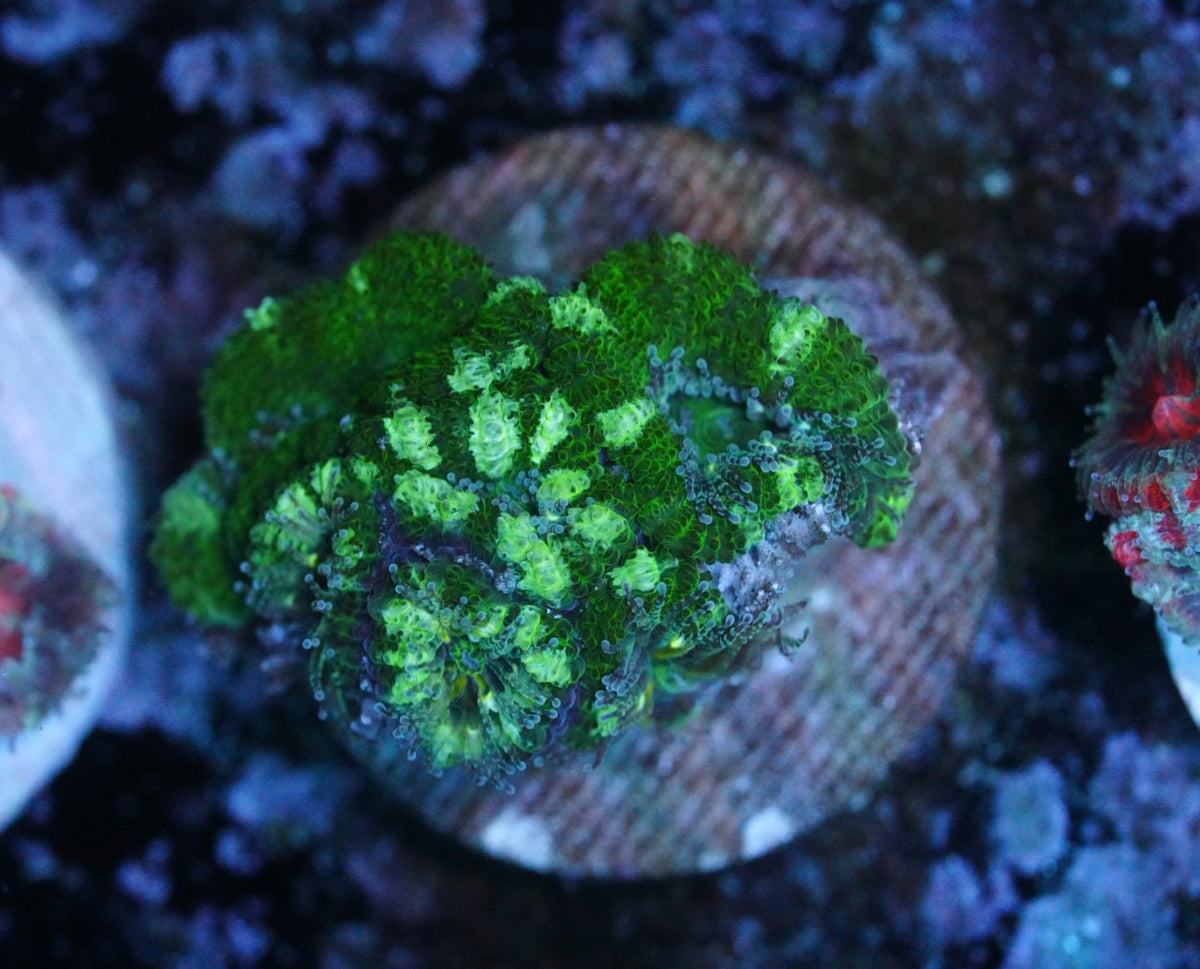 Cultured aussie acan