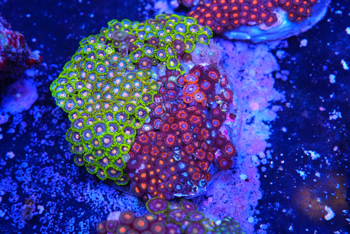 ZOA colony