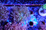 Holygrail Frogspawn
