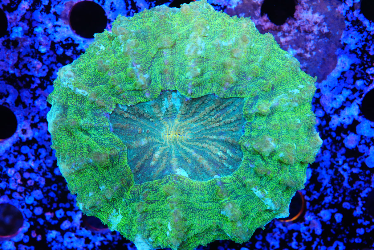 Acanthos