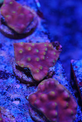 Turbinaria