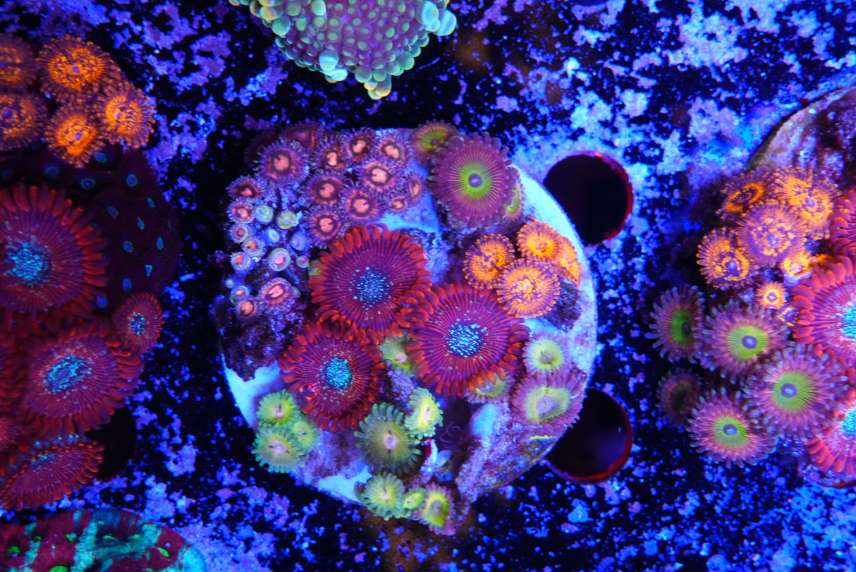 ZOA colony
