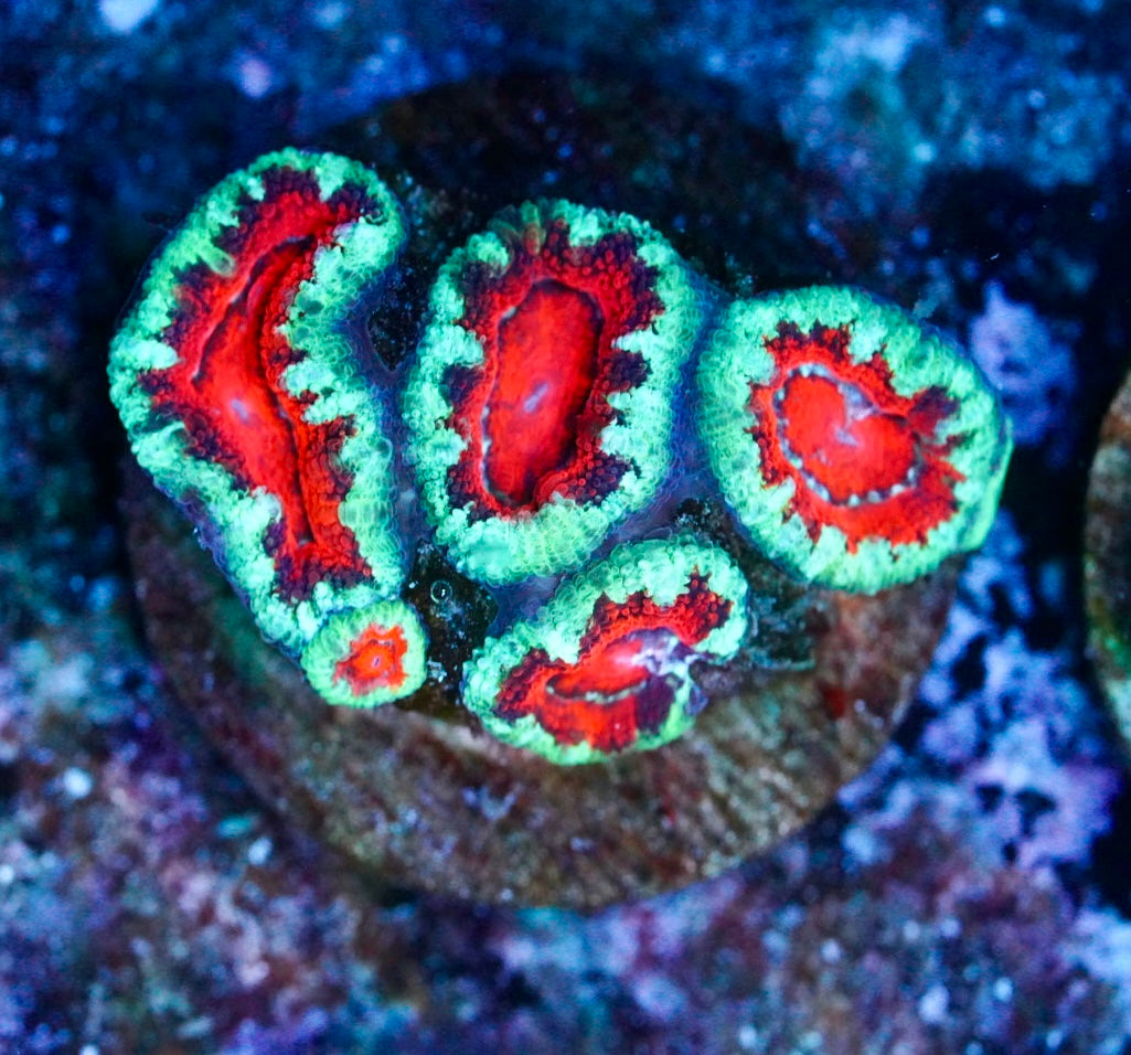 Cultured aussie acan