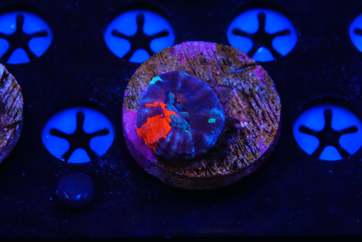 TMC cultured scolymia warpaint
