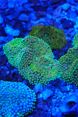 Green Florida ricordia