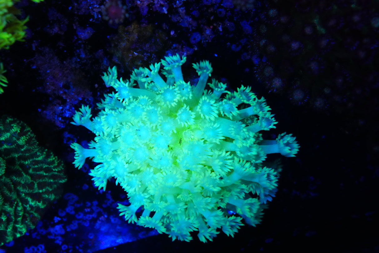goniopora flowerpot colony
