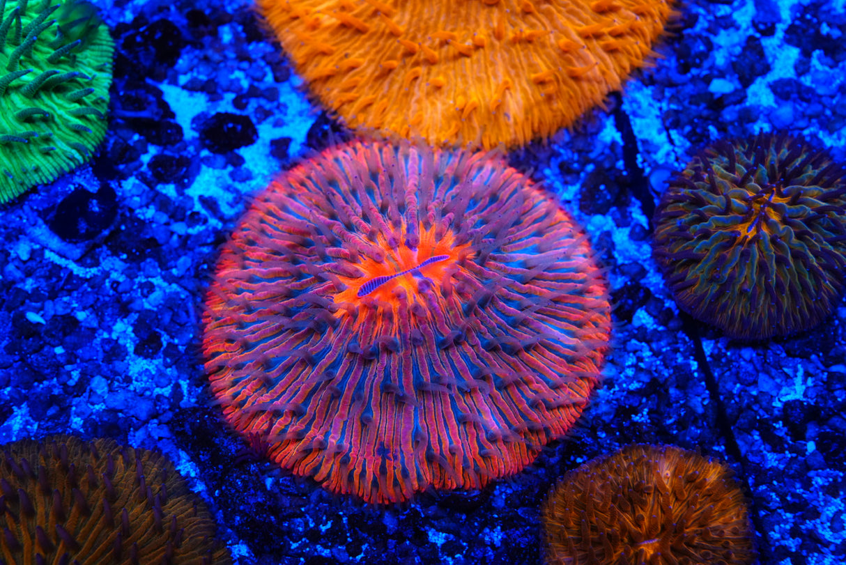 Ultra Fungia plate coral