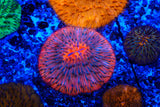 Ultra Fungia plate coral