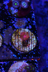 Speckled Krakatoa Zoanthid