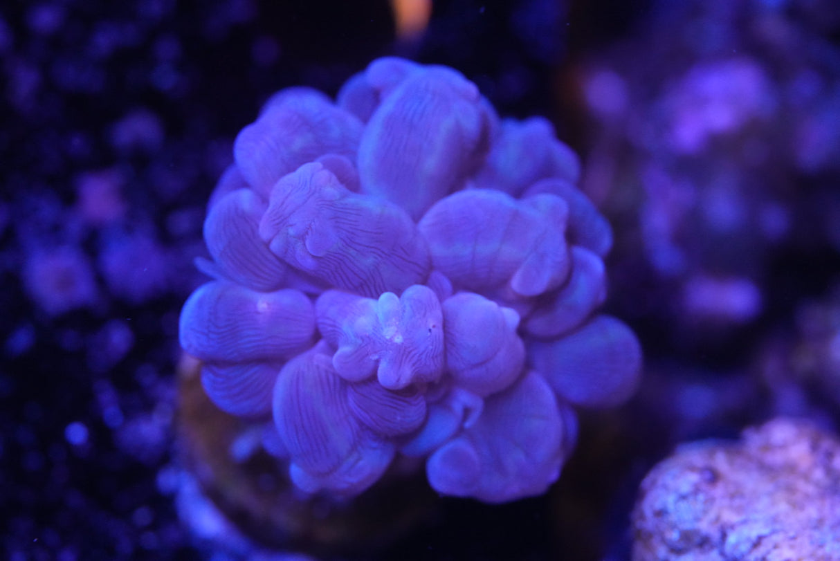 Branching bubble coral