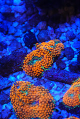 Orange Florida ricordia