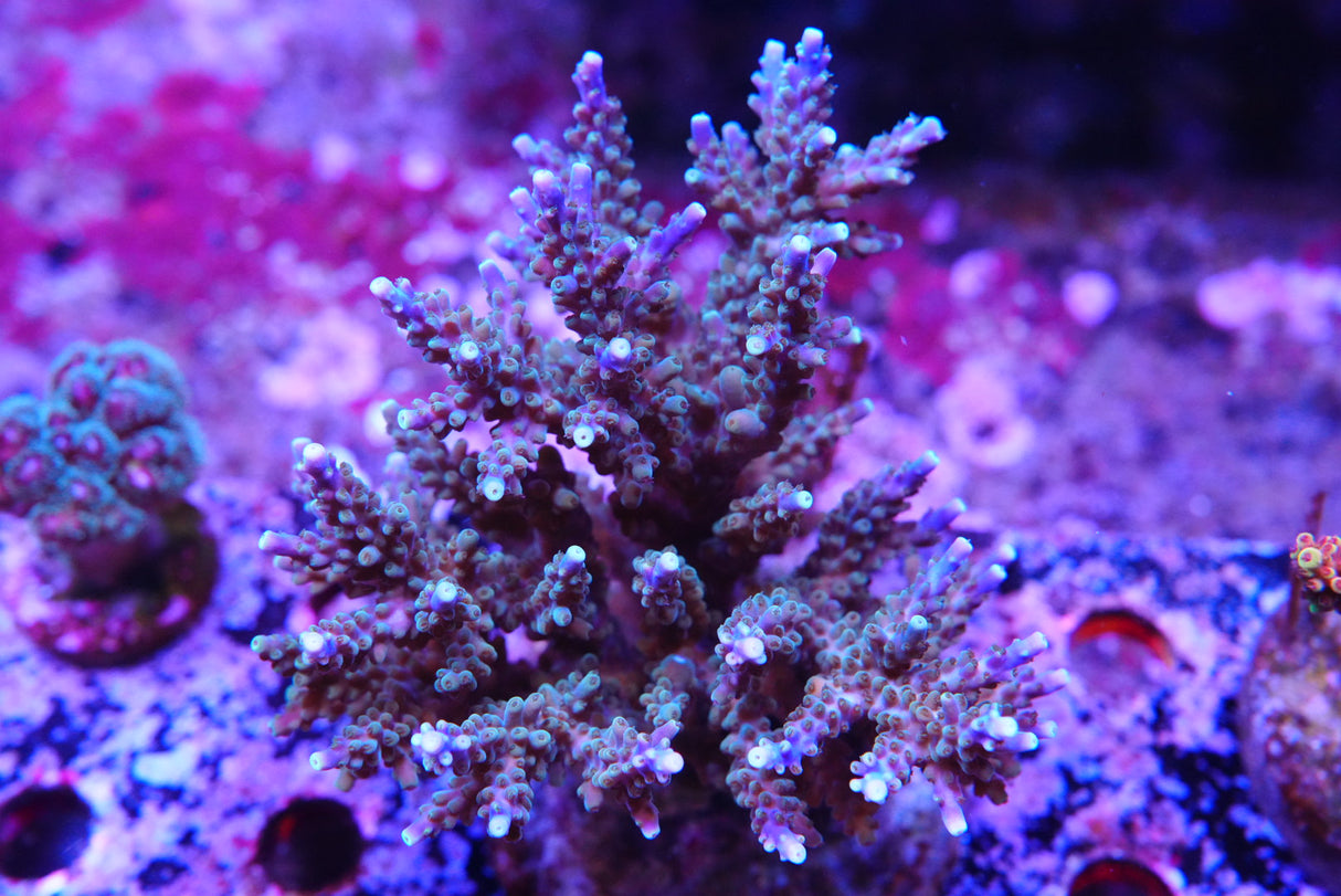 Acropora